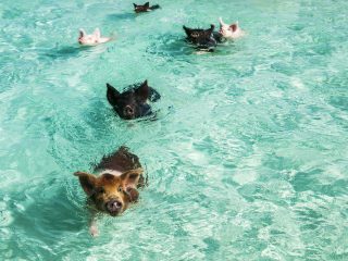 Swim with Pigs Grand Isle Resort & Spa