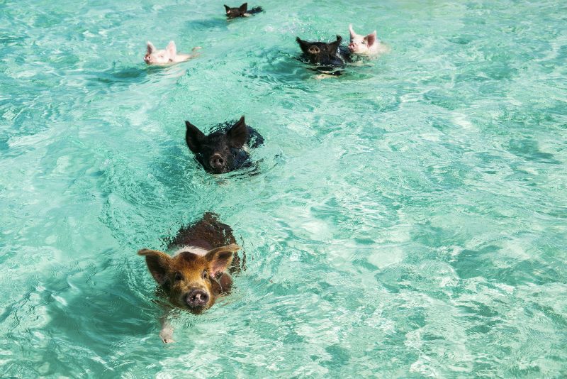 Swim with Pigs Grand Isle Resort & Spa